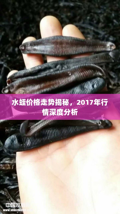 水蛭价格走势揭秘，2017年行情深度分析