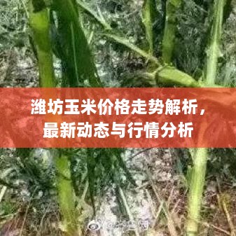 潍坊玉米价格走势解析，最新动态与行情分析