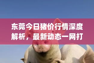 东莞今日猪价行情深度解析，最新动态一网打尽