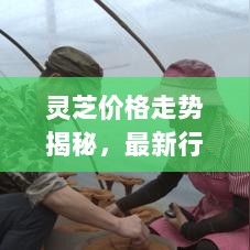 灵芝价格走势揭秘，最新行情分析与预测