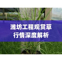 潍坊工程观赏草行情深度解析