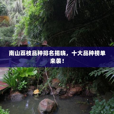 南山荔枝品种排名揭晓，十大品种榜单来袭！