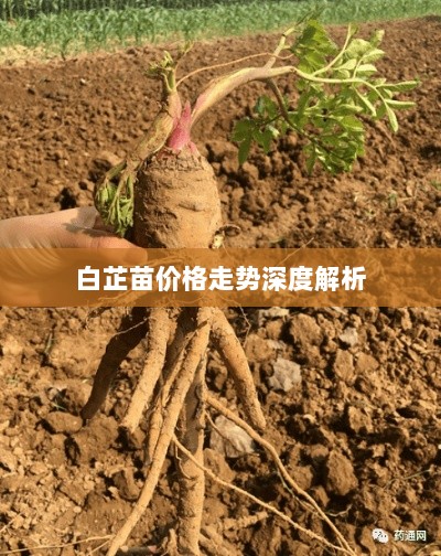 白芷苗价格走势深度解析