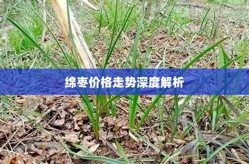 绵枣价格走势深度解析