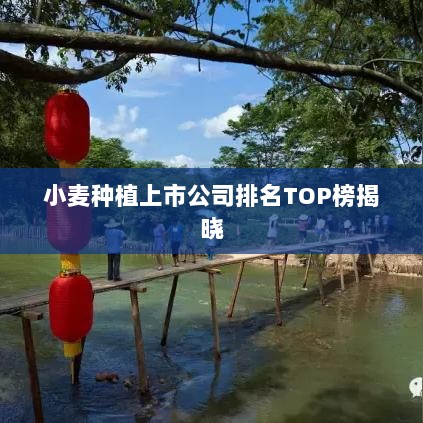 小麦种植上市公司排名TOP榜揭晓