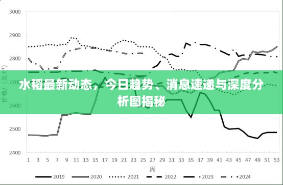 水稻最新动态，今日趋势、消息速递与深度分析图揭秘