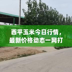 西平玉米今日行情，最新价格动态一网打尽