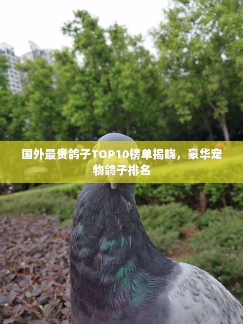 国外最贵鸽子TOP10榜单揭晓，豪华宠物鸽子排名