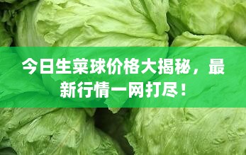 今日生菜球价格大揭秘，最新行情一网打尽！