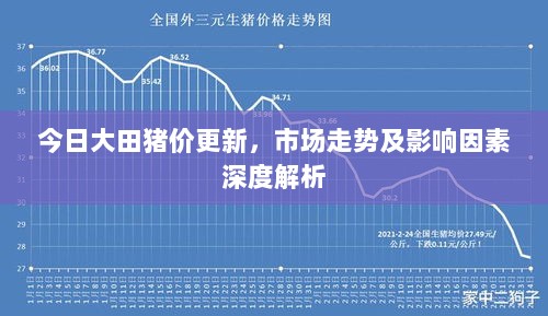 今日大田猪价更新，市场走势及影响因素深度解析