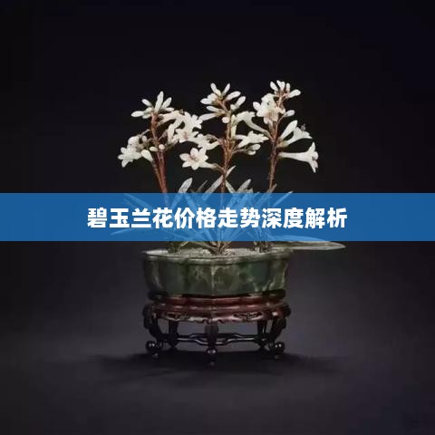 碧玉兰花价格走势深度解析