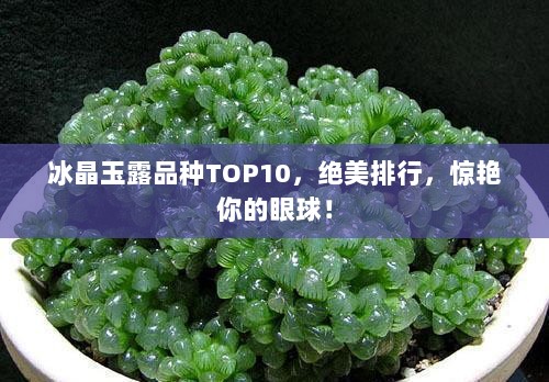 冰晶玉露品种TOP10，绝美排行，惊艳你的眼球！