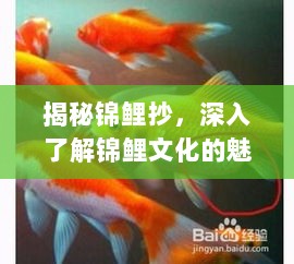 揭秘锦鲤抄，深入了解锦鲤文化的魅力，百度带你走进锦鲤百科世界！