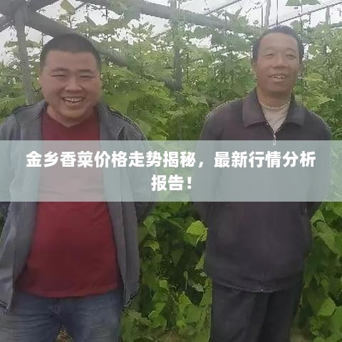 金乡香菜价格走势揭秘，最新行情分析报告！