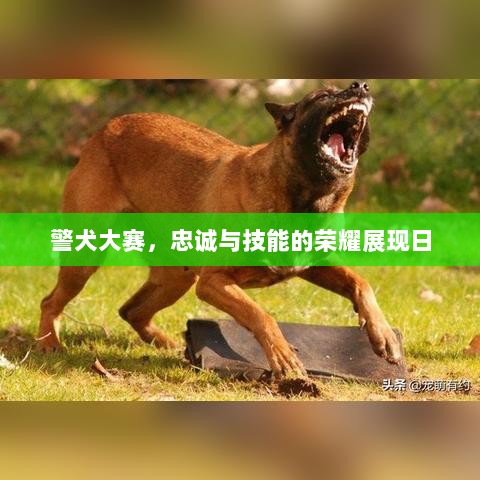 警犬大赛，忠诚与技能的荣耀展现日