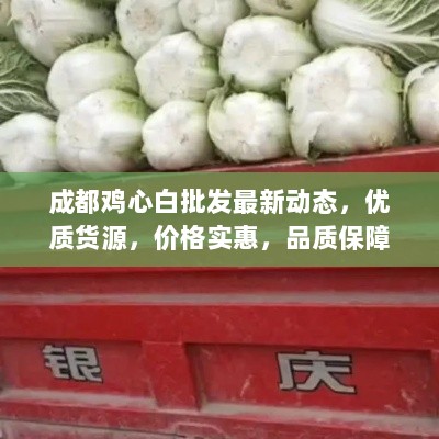 成都鸡心白批发最新动态，优质货源，价格实惠，品质保障