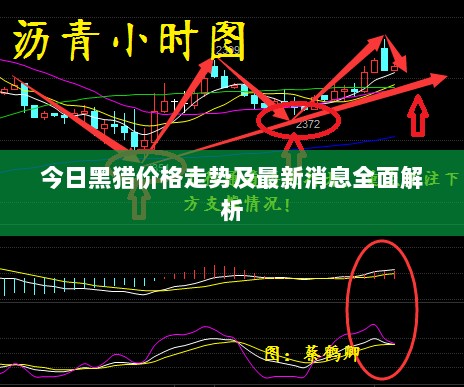 今日黑猎价格走势及最新消息全面解析