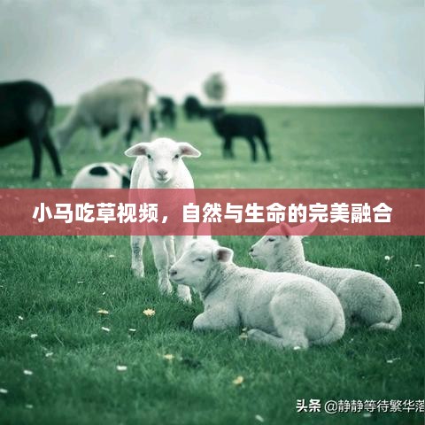 小马吃草视频，自然与生命的完美融合