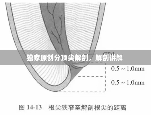 独家原创分顶尖解剖，解剖讲解 