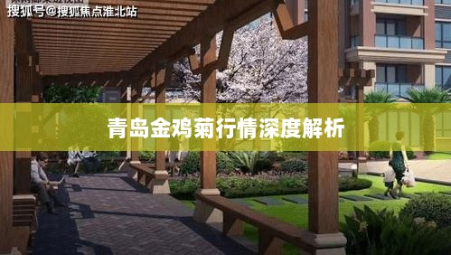 青岛金鸡菊行情深度解析