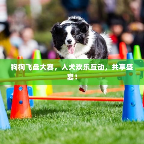 狗狗飞盘大赛，人犬欢乐互动，共享盛宴！