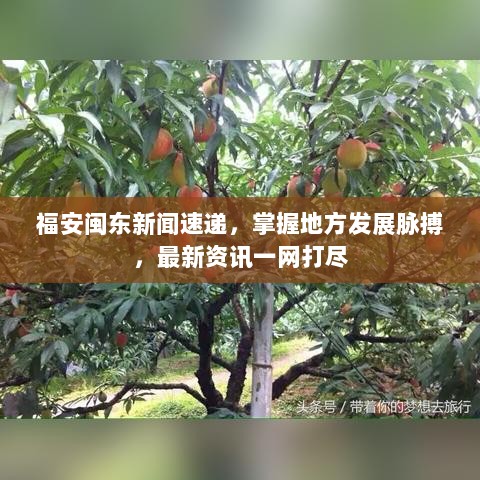 福安闽东新闻速递，掌握地方发展脉搏，最新资讯一网打尽