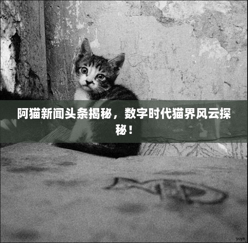 阿猫新闻头条揭秘，数字时代猫界风云探秘！