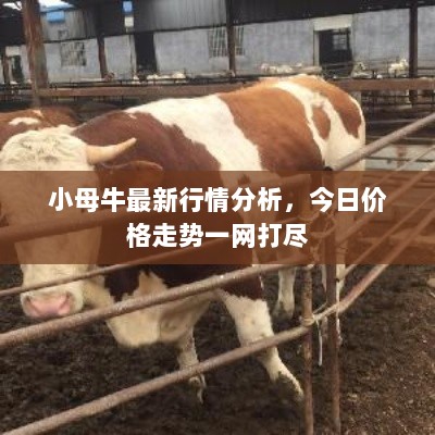 小母牛最新行情分析，今日价格走势一网打尽