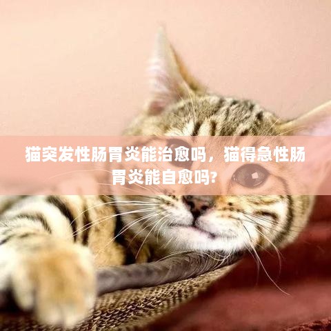 猫突发性肠胃炎能治愈吗，猫得急性肠胃炎能自愈吗? 